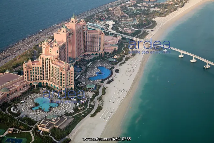  : UAE, Dubai. Aerial view of Atlantis Hotel
