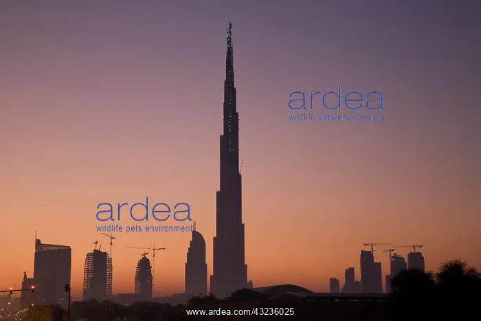 : UAE, Dubai. Burj Dubai Hotel and surrounding : UAE, Dubai. Burj Dubai Hotel and surrounding