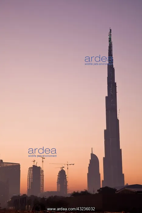 : UAE, Dubai. Burj Dubai Hotel and surrounding : UAE, Dubai. Burj Dubai Hotel and surrounding