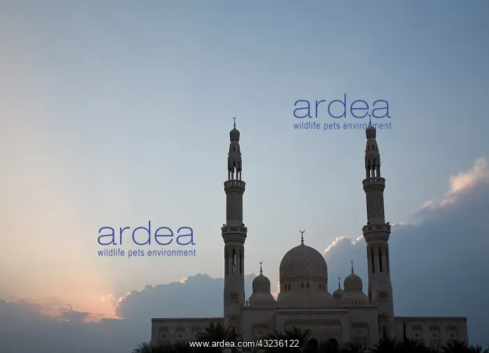 : UAE, Dubai. Mosque with palm trees in front : UAE, Dubai. Mosque with palm trees in front