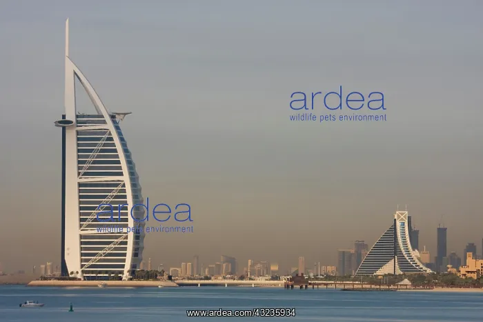 : UAE, Dubai. Skyline with Burj al Arab and : UAE, Dubai. Skyline with Burj al Arab and
