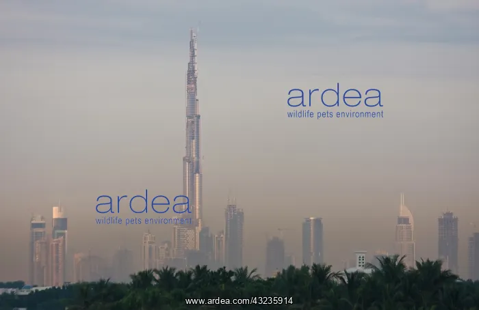 : UAE, Dubai. Skyline with Burj Dubai Hotel : UAE, Dubai. Skyline with Burj Dubai Hotel