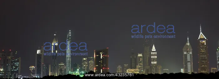 : UAE, Dubai. Skyline along Sheik Zayed Road : UAE, Dubai. Skyline along Sheik Zayed Road