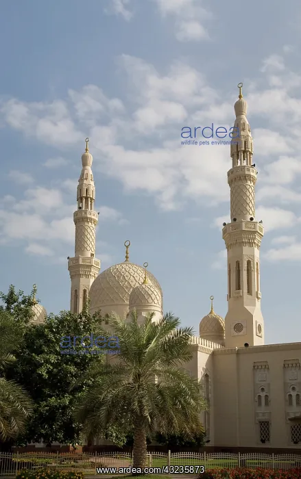 : UAE, Dubai. View of Jumeirah Mosque : UAE, Dubai. View of Jumeirah Mosque