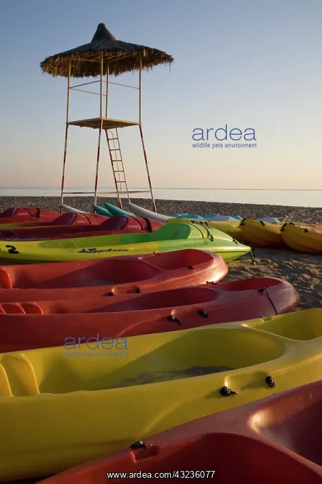 : UAE, Fujairah. Colorful kayaks on beach : UAE, Fujairah. Colorful kayaks on beach