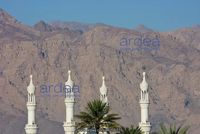 : UAE, Fujairah. Four white minarets against : UAE, Fujairah. Four white minarets against
