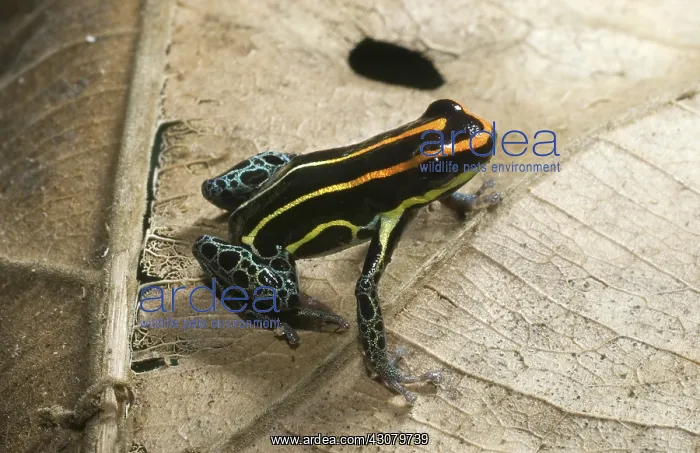 : Uakari poison dart frog : Uakari poison dart frog