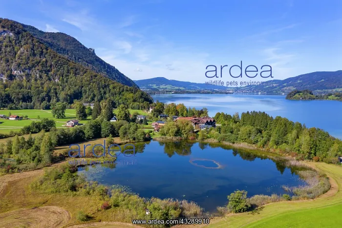 : UAV photo, Egelsee in Scharfling behind it Mondsee : UAV photo, Egelsee in Scharfling behind it Mondsee