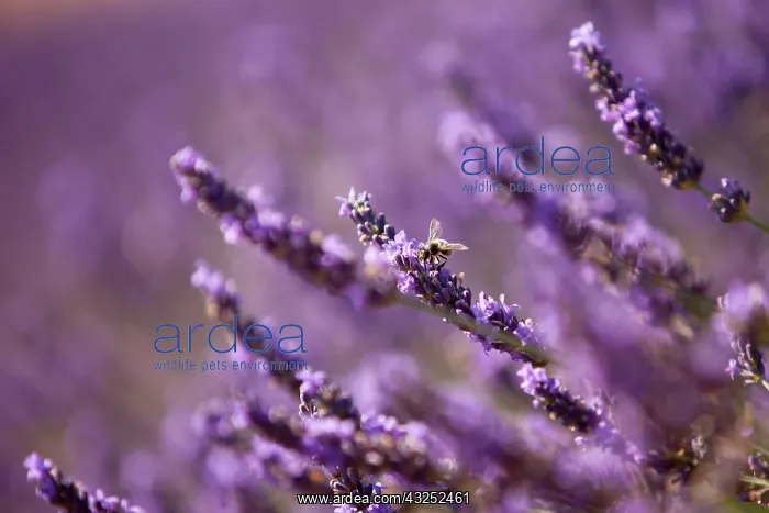 : The ubiquitous honey bee in the lavender : The ubiquitous honey bee in the lavender
