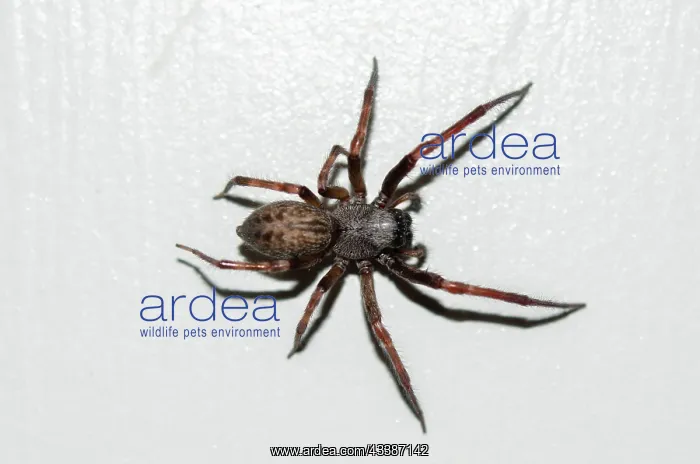: Ubiquitous House Spider : Ubiquitous House Spider