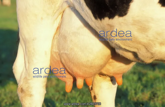  : Udder of COW