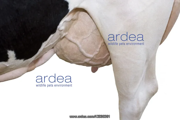 : Udder and hind paw of a Holstein cow in the studio