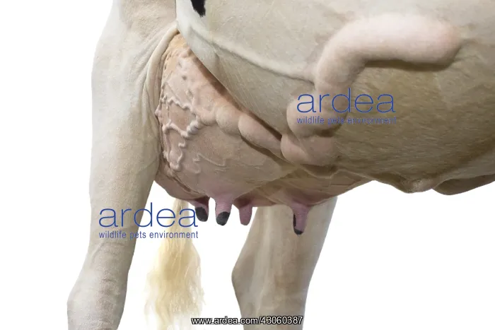 : Udder of a Holstein cow and mammal vein : Udder of a Holstein cow and mammal vein
