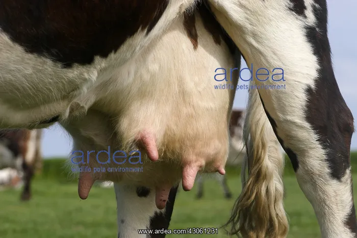 : Udder of a Norman cow in a meadow Normandy France : Udder of a Norman cow in a meadow Normandy France