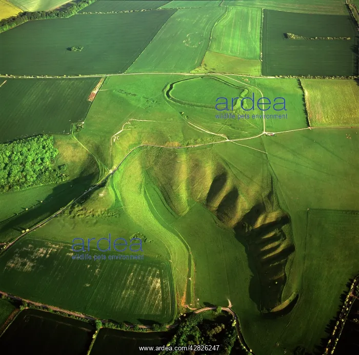: Uffington White Horse with Uffington Castle hill : Uffington White Horse with Uffington Castle hill