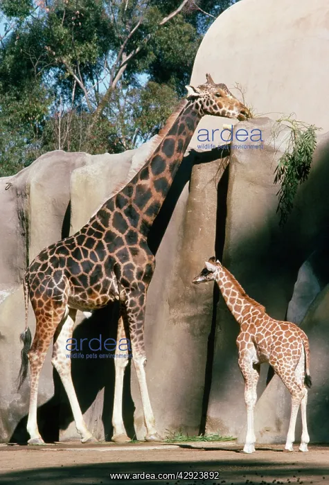 : Uganda / Baringo Giraffe - with young : Uganda / Baringo Giraffe - with young