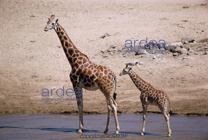 : Uganda / Baringo Giraffe - with young : Uganda / Baringo Giraffe - with young