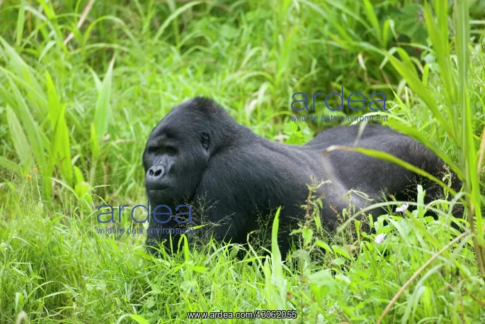 : Uganda, Bwindi Impenetrable National Park : Uganda, Bwindi Impenetrable National Park