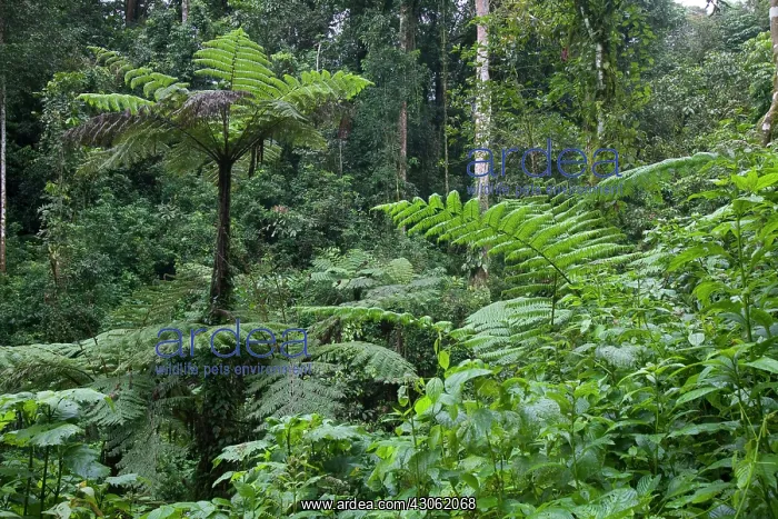 : Uganda, Bwindi Impenetrable National Park : Uganda, Bwindi Impenetrable National Park