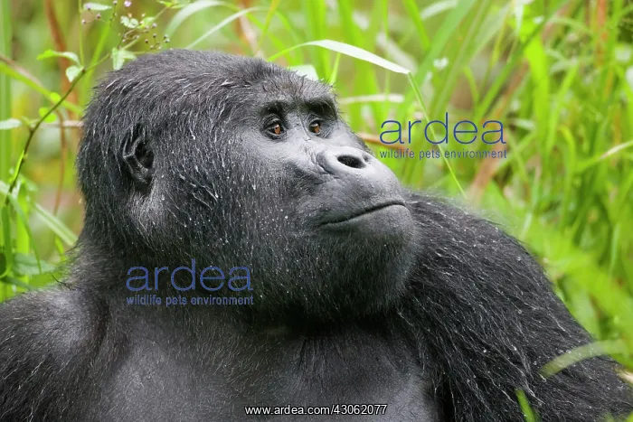 : Uganda, Bwindi Impenetrable National Park : Uganda, Bwindi Impenetrable National Park