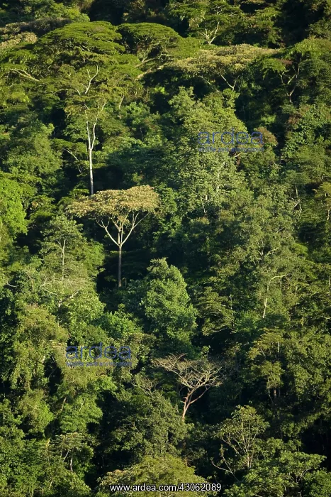 : Uganda, Bwindi Impenetrable National Park : Uganda, Bwindi Impenetrable National Park