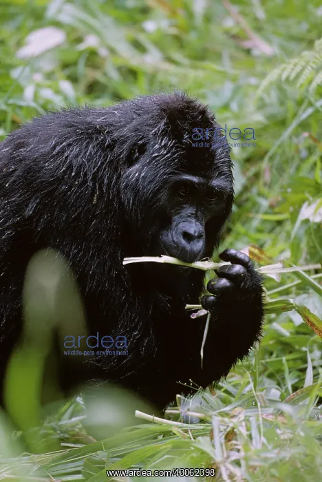 : Uganda, Bwindi Impenetrable National Park : Uganda, Bwindi Impenetrable National Park