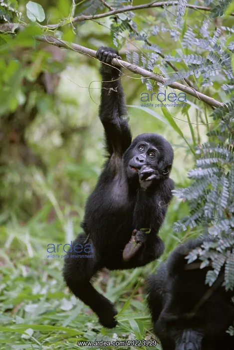 : Uganda, Bwindi Impenetrable National Park : Uganda, Bwindi Impenetrable National Park