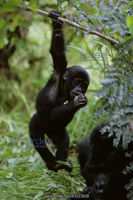 : Uganda, Bwindi Impenetrable National Park : Uganda, Bwindi Impenetrable National Park