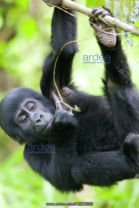: Uganda, Bwindi Impenetrable National Park : Uganda, Bwindi Impenetrable National Park