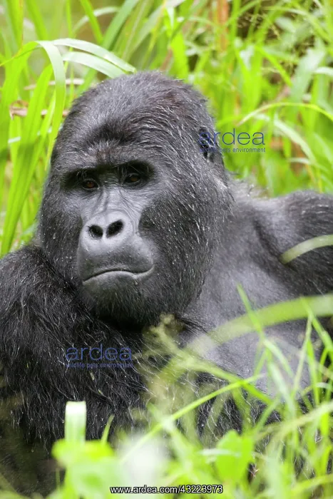  : Uganda, Bwindi Impenetrable National Park