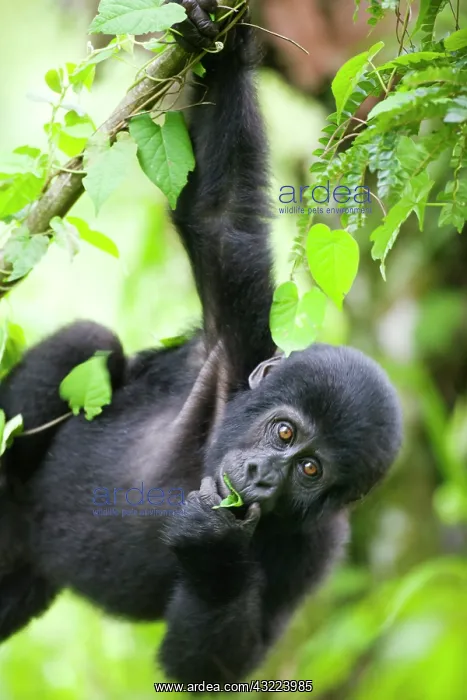 : Uganda, Bwindi Impenetrable National Park : Uganda, Bwindi Impenetrable National Park