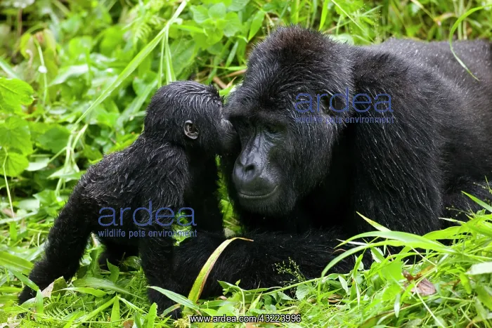 : Uganda, Bwindi Impenetrable National Park : Uganda, Bwindi Impenetrable National Park