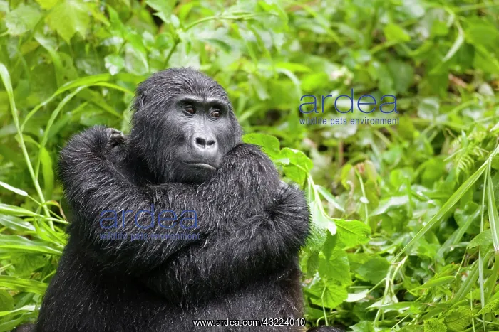 : Uganda, Bwindi Impenetrable National Park : Uganda, Bwindi Impenetrable National Park