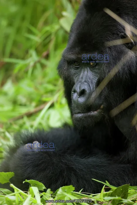  : Uganda, Bwindi Impenetrable National Park