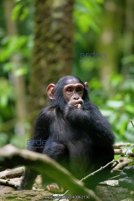 : Uganda, Kibale Forest Reserve. Portrait : Uganda, Kibale Forest Reserve. Portrait