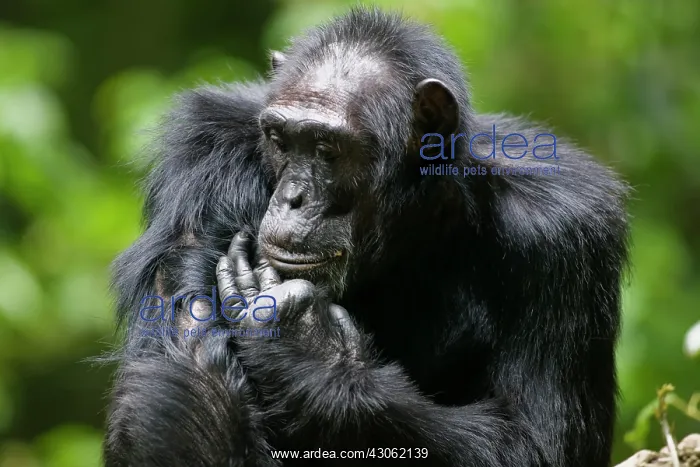 : Uganda, Kibale Forest Reserve. Portrait : Uganda, Kibale Forest Reserve. Portrait