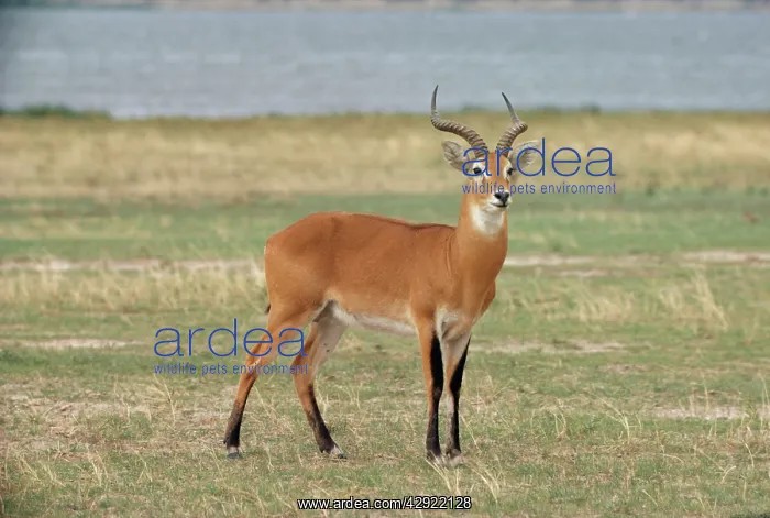  : Uganda Kob