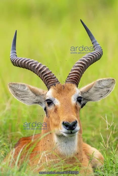  : Uganda Kob male gather in the rainy season to graze