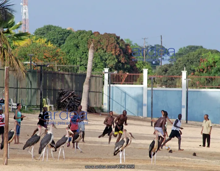 : Uganda, marabou storks enjoying a game of football : Uganda, marabou storks enjoying a game of football