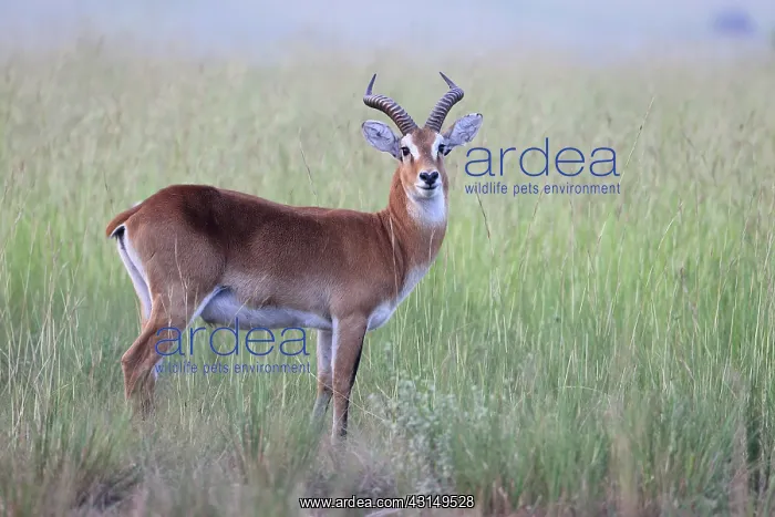 : Ugandan Kob : Ugandan Kob