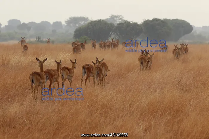 : Ugandan Kob : Ugandan Kob