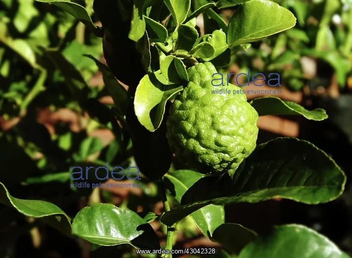 : Ugli Fruit : Ugli Fruit