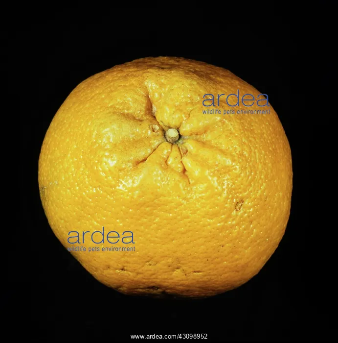 : Ugli Fruit : Ugli Fruit
