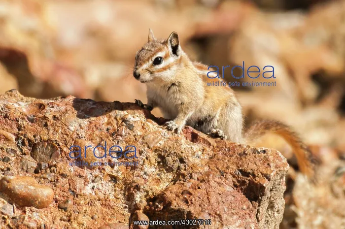 : Uinta Chipmunk : Uinta Chipmunk