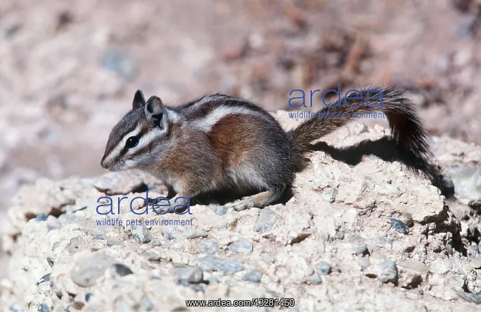 : UINTA CHIPMUNK : UINTA CHIPMUNK