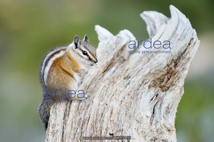 : Uinta Chipmunk (Neotamias umbrinus), sitting on : Uinta Chipmunk (Neotamias umbrinus), sitting on
