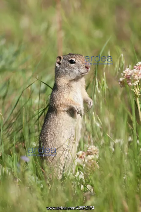 : Uinta Ground Squirrel - alert posture - amongst grass : Uinta Ground Squirrel - alert posture - amongst grass