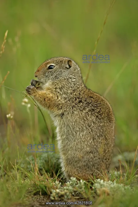 : Uinta Ground Squirrel - Feeding : Uinta Ground Squirrel - Feeding