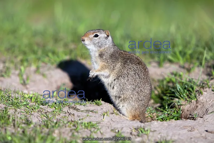 : Uinta Ground Squirrel / Potgut Grand Teton National : Uinta Ground Squirrel / Potgut Grand Teton National
