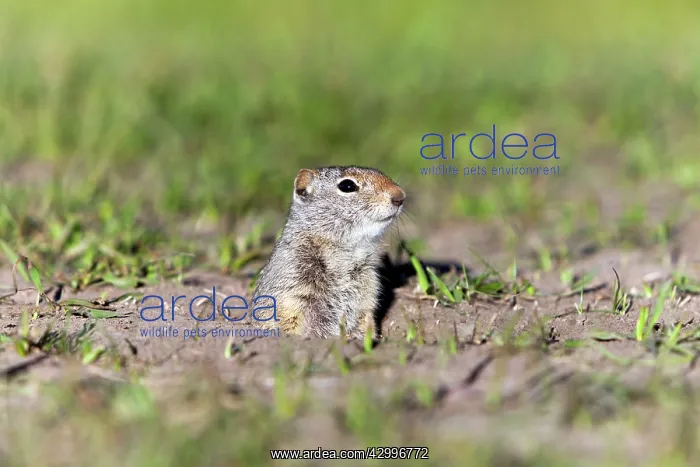 : Uinta Ground Squirrel / Potgut Grand Teton National : Uinta Ground Squirrel / Potgut Grand Teton National